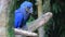 Hyacinth Macaw Chewing Wood