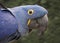 Hyacinth macaw close up