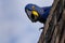 Hyacinth macaw close up, Brazilian wildlife