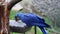Hyacinth Macaw Eats Seeds