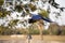 Hyacinth Macaw in flight