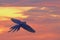 Hyacinth macaw flying in beautiful sky at sunset.