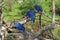 Hyacinth macaw & friends