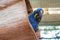 Hyacinth macaw or Hyacinthine macaw in wooden nest