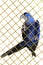 Hyacinth macaw parrot