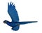Hyacinth macaw, parrot, flying - 3D render