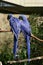 Hyacinth macaw parrots