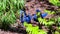 Hyacinth Macaw Parrots Couple