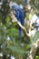 Hyacinth macaw playing in tree, pantanal, brazil