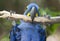 Hyacinth macaw playing in tree, pantanal, brazil