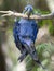 Hyacinth macaw playing in tree, pantanal, brazil