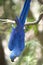 Hyacinth macaw playing in tree, pantanal, brazil