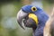 Hyacinth macaw, portrait of a blue and yellow parrot,