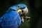 Hyacinth Macaw portrait in nature
