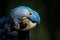 Hyacinth Macaw portrait in nature