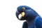 Hyacinth macaw portrait in nature