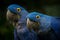 Hyacinth macaw portrait in nature