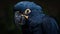 Hyacinth Macaw portrait in the nature. Generative AI