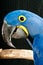 Hyacinth Macaw rescued parrot