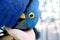 A Hyacinth Macaw rubbing it s beak with hand