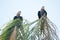 Hyacinth macaws in Brasil Pantanal