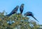 Hyacinth Macaws having a conversation in the Pantanal of Brazil.