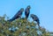 Hyacinth Macaws having a conversation in the Pantanal of Brazil.