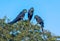 Hyacinth Macaws having a conversation in the Pantanal of Brazil.