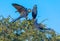 Hyacinth Macaws having a conversation in the Pantanal of Brazil.