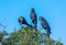 Hyacinth Macaws having a conversation in the Pantanal of Brazil.