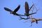 Hyacinth Macaws Taking Off