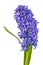Hyacinth move/blue flowers isolated on white background