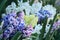 Hyacinth multi-colored flowers