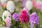 Hyacinth multi-coloured flower plants. Beautiful spring detail landscape view. Great for backgrounds and cards.