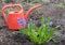 Hyacinth with muscari on a flower bed on a background of wate