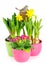 Hyacinth, pink primulas, yellow daffodils