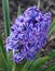 Hyacinth plant in bloom
