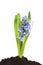 Hyacinth plant in soil