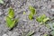 Hyacinth plants that sprouted out of the ground