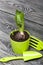 Hyacinth in a plastic pot. Preparing for flowering. Near the shoulder blade and fork for plant care. Green sprouts on a background