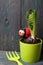 Hyacinth in a plastic pot. Preparing for flowering. Nearby are tools for transplanting and caring for the plant