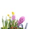 Hyacinth, primrose and daffodils with watering can