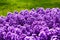 Hyacinth purple flowers