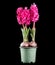 Hyacinth purple flowers growing in a pot, isolated on black background. Beautiful scented spring blooming jacinth flower