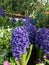 Hyacinth Purple Star