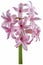 Hyacinth single flower isolated