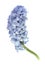 Hyacinth spring flower on white