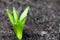 Hyacinth sprout in garden