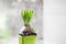 Hyacinth sprout in a green pot