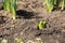 Hyacinth sprout in the ground